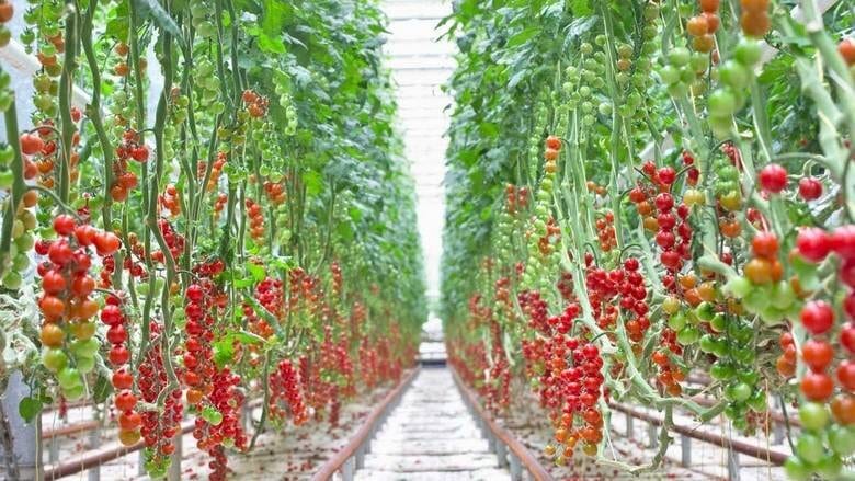 Rows of cherry tomatoes ripening on the vine in a greenhouse