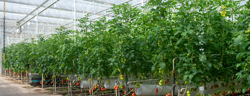 Rows of tomato vines under glass, fruit ripening on the stems above white growing troughs and irrigation pipework