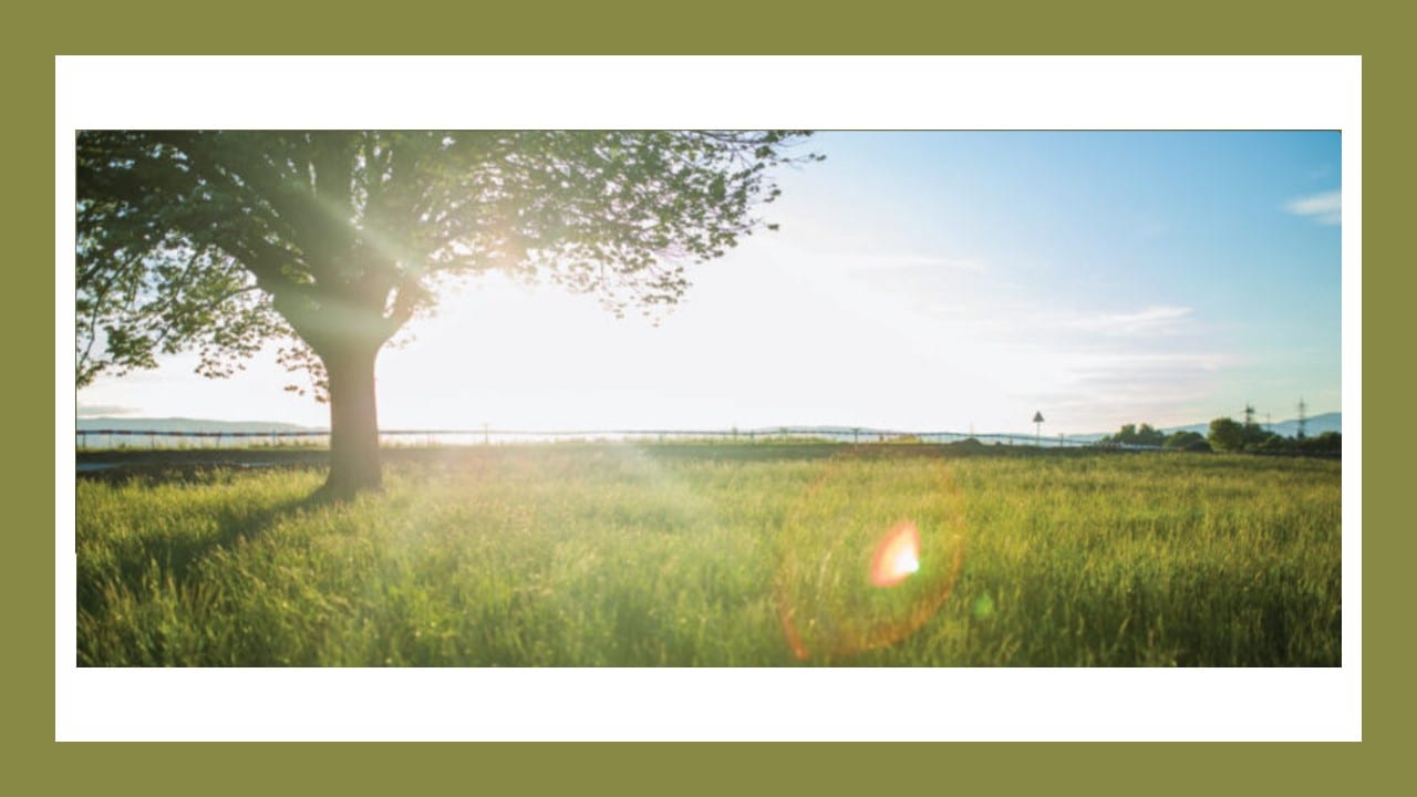 A broad tree in a grassy field with the sun low behind it and lens flare across the frame