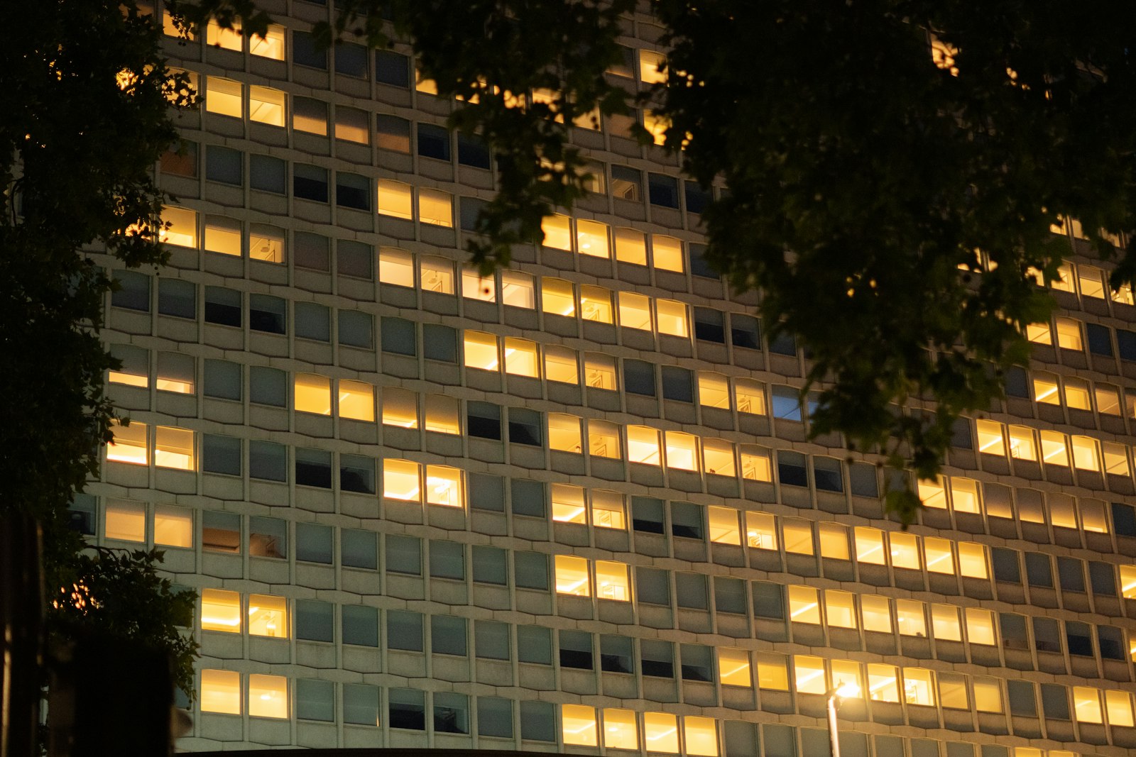 The upper floors of an office building at night, most of its windows still lit warm yellow, framed by the dark leaves of a tree in the foreground